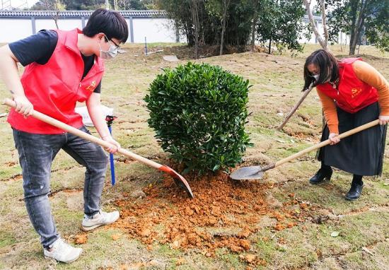 四公司和畅园项目员工植树 李 飞摄