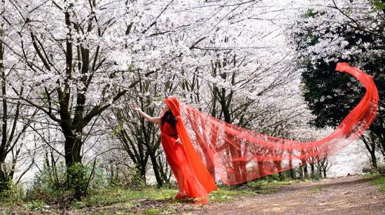 樱花烂漫 海外分公司 莫凡彪