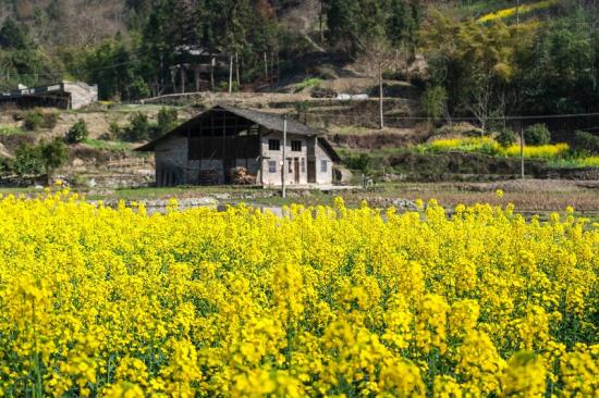 老屋的油菜花 六公司 欧阳开源