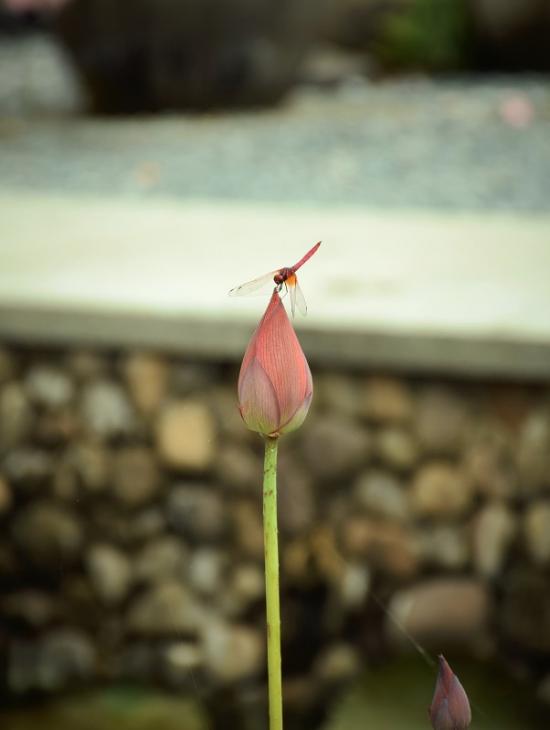 蜻蜓立上头 墨寻