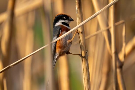 报春 局机关 史佳梁