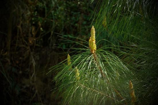 松针 六公司 朱媛媛