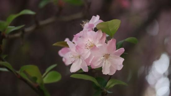 晚樱 五公司 钱青青