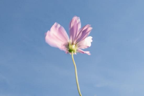 生命 五公司 黄海林